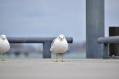 Ring-Billed Gull at Toronto