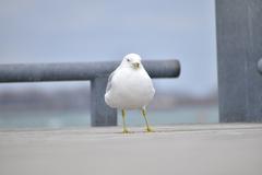 Ring-Billed Gull at Toronto