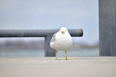 Ring-Billed Gull at Toronto waterfront