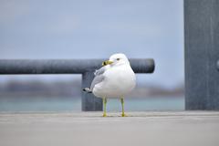 Ring-Billed Gull in Toronto