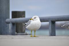 Ring-Billed Gull in Toronto