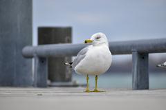 Ring-Billed Gull in Toronto