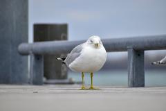 Ring-Billed Gull in Toronto