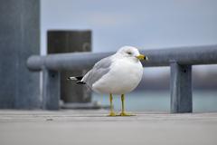 Ring-Billed Gull at Toronto waterfront