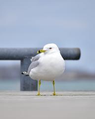 Ring-Billed Gull at Toronto