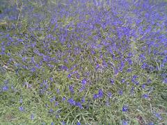 Bluebells at Harcourt Arboretum