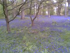 Harcourt Arboretum bluebells