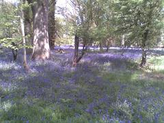 Harcourt Arboretum bluebells in bloom