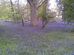 Harcourt Arboretum bluebells in full bloom