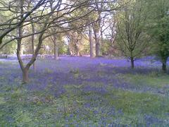 Harcourt Arboretum bluebells