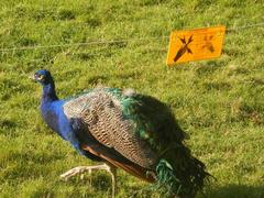 Peacock practicing dance with an electrified trainer