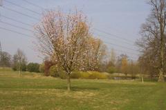 Lone tree at Nuneham Courtney Arboretum