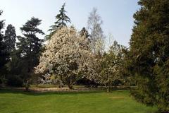 Magnolia at Nuneham Courtney Arboretum