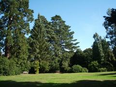 Harcourt Arboretum in Nuneham Courtenay, Oxfordshire