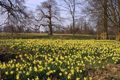 a host of daffodils at Harcourt Arboretum