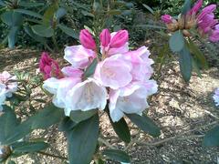 Blooming Rhododendron flowers at Harcourt Arboretum