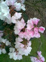 Rhododendron plant at Harcourt Arboretum