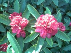 Rhododendron flower at Harcourt Arboretum