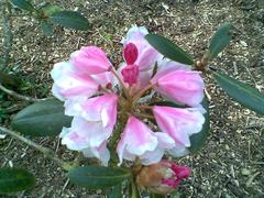 Rhododendron at Harcourt Arboretum