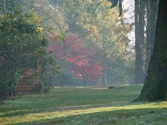 colorful autumn leaves on the ground