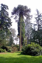 Chilean Pine at Nuneham Courtney Arboretum