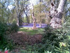 Harcourt Arboretum showcasing a path lined with vibrant autumn trees