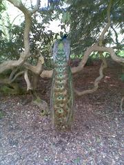 Harcourt Arboretum landscape