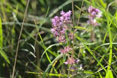 Thyme plant on Panzerwiese in Munich