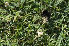 A bumblebee on the Panzerwiese in Munich