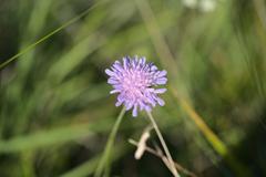 Widow flower on a meadow in Munich