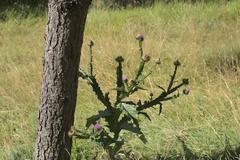 Onopordum acanthium on a meadow in Munich