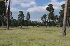 a flock of sheep grazing on Panzerwiese in Munich