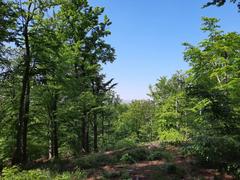 Dresdner Heide Wolfshügelturm protected area