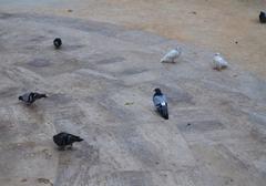 Pigeons in Plaza de la Reina, Valencia