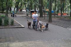 person walking five dogs near Spain Park in Mexico City