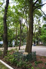 Tree planted in 1991 honoring Lázaro Cárdenas at Parque España, Mexico City