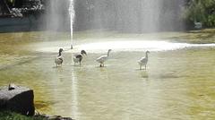 Ducks in Parque España, Condesa, CDMX