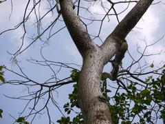 Lannea coromandelica, commonly known as Indian ash tree