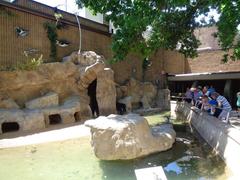 Denver Zoo giraffes