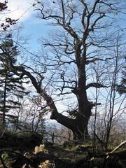 Ancient Oak over Battert Rocks in Black Forest