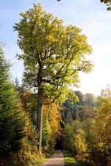 Battert mountain nature in Baden-Baden