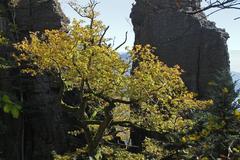 Autumn foliage on Battert mountain