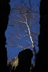 Single birch tree on Battert mountain, Baden-Baden