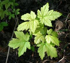 Nature on the Battert mountain in Baden-Baden