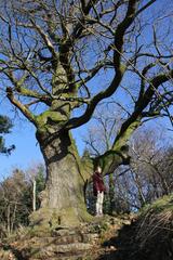 nature on the Battert mountain in Baden-Baden