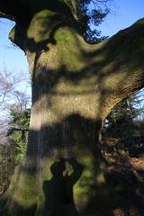 Nature on the Battert mountain in Baden-Baden