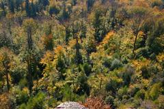 Nature on Battert mountain in Baden-Baden