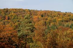 Nature on Battert mountain in Baden-Baden