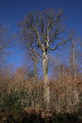 Nature on the Battert mountain in Baden-Baden