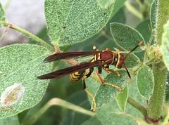 Polistes myersi wasp on a leaf